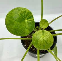 Load image into Gallery viewer, Pilea Peperomioides Mojito - Friendship Plant - 4in