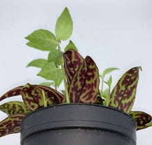 Load image into Gallery viewer, Black Pagoda Lipstick Plant - 4in