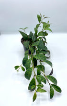 Load image into Gallery viewer, Black Pagoda Lipstick Plant - 4in