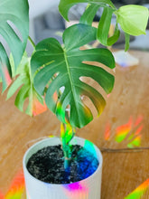 Load image into Gallery viewer, Rainbow maker Suncatcher Window Decal Sticker - Potted Plant