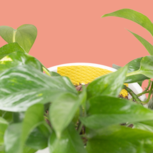 Load image into Gallery viewer, Compostable Gnat Traps