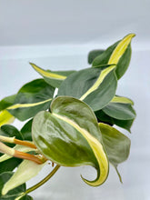 Load image into Gallery viewer, Philodendron Silver Stripe 4in