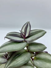 Load image into Gallery viewer, Tradescantia zebrina Purple - 4in