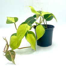 Load image into Gallery viewer, Philodendron Cordatum Brasil - 4in
