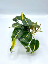Load image into Gallery viewer, Philodendron Silver Stripe 4in