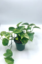 Load image into Gallery viewer, Marble Queen Pothos - 4in