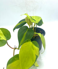 Load image into Gallery viewer, Philodendron Cordatum Brasil - 4in