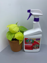 Load image into Gallery viewer, Captain Jack's Dead Bug Brew 32 fl oz