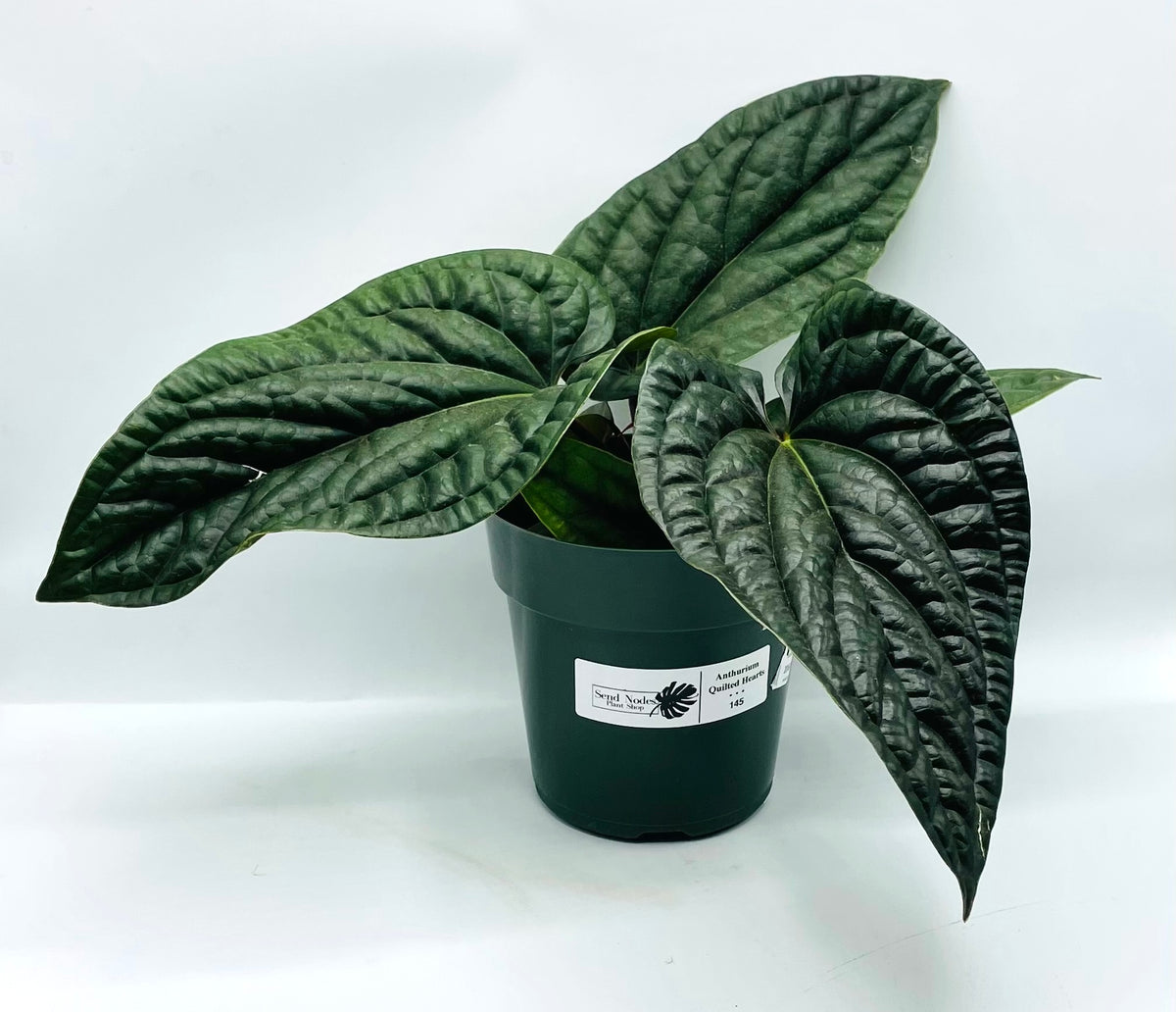 Anthurium Quilted Hearts 6in – Send Nodes Plant Shop