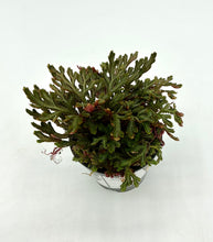 Load image into Gallery viewer, Selaginella erythropus Sanguinea - Spikemoss - 2in
