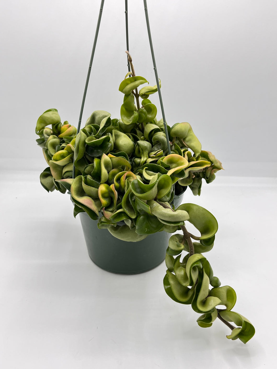 Hoya carnosa Compacta 6in HB