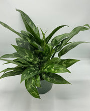 Load image into Gallery viewer, Aglaonema Maria - 6in
