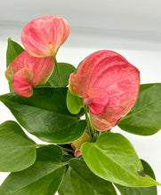 Load image into Gallery viewer, Anthurium Flowering Pink - 4in
