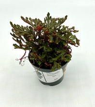 Load image into Gallery viewer, Selaginella erythropus Sanguinea - Spikemoss - 2in
