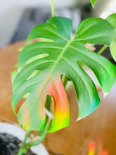 Load image into Gallery viewer, Rainbow maker Suncatcher Window Decal Sticker - Potted Plant
