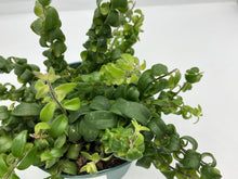 Load image into Gallery viewer, Rasta Lipstick Plant - 6in HB
