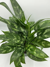 Load image into Gallery viewer, Aglaonema Maria - 6in
