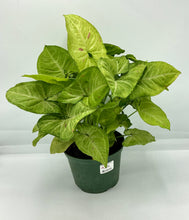 Load image into Gallery viewer, Syngonium Confetti - 6in
