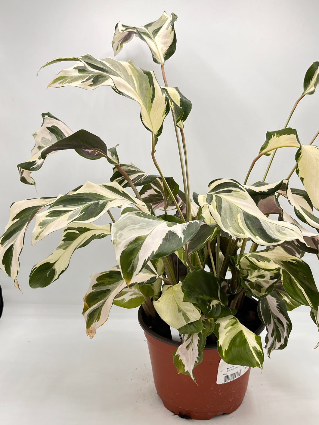 Calathea Stella 6in