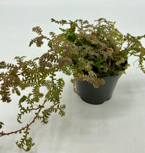 Load image into Gallery viewer, Selaginella assorted - 2in
