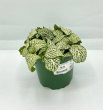 Load image into Gallery viewer, Fittonia Whisper - 4in
