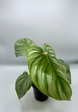 Load image into Gallery viewer, Philodendron Pastazanum 4in
