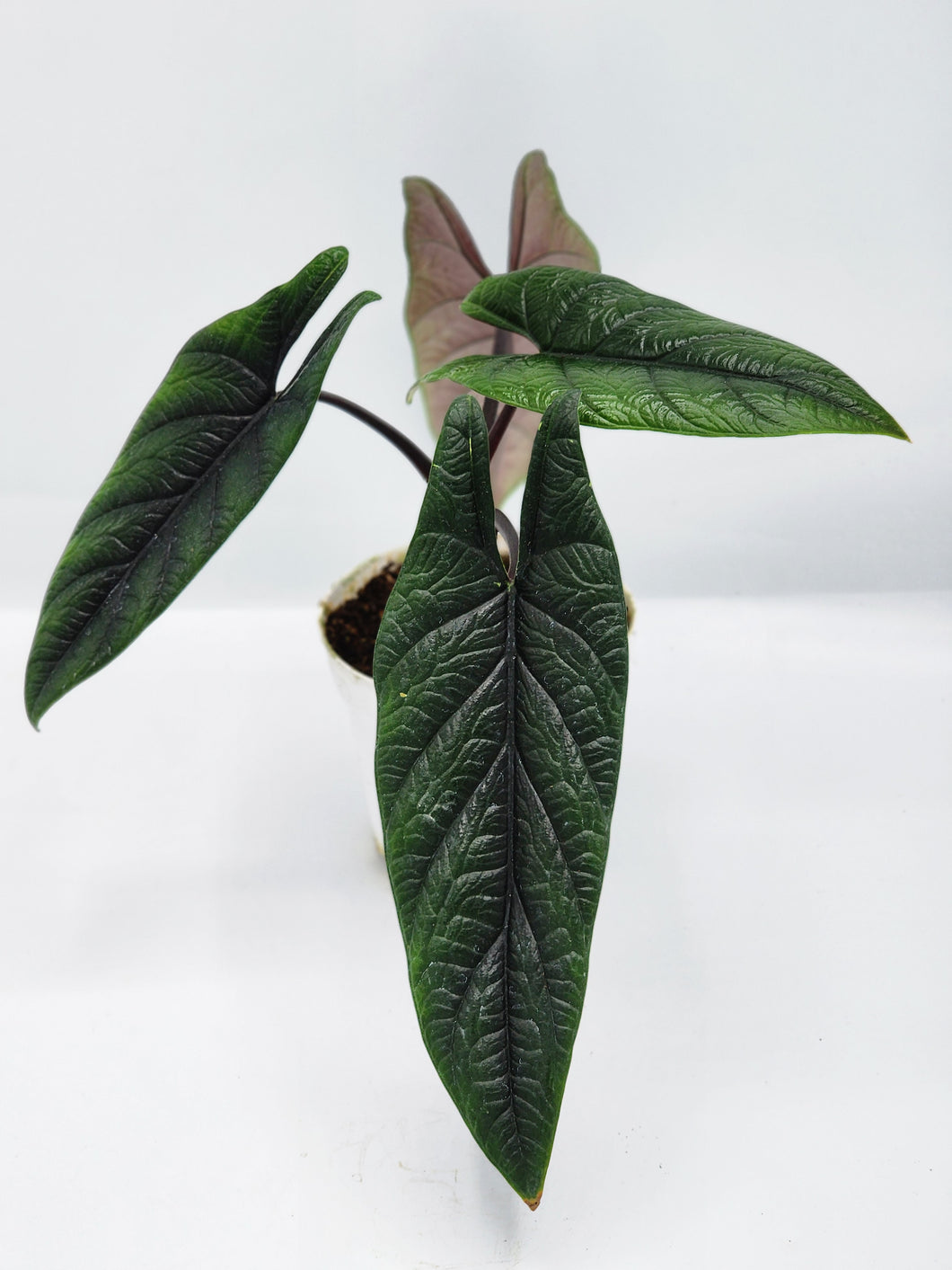 Alocasia Scalprum 4in