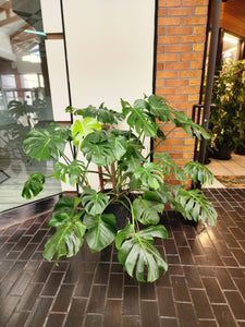 Monstera Deliciosa 12in