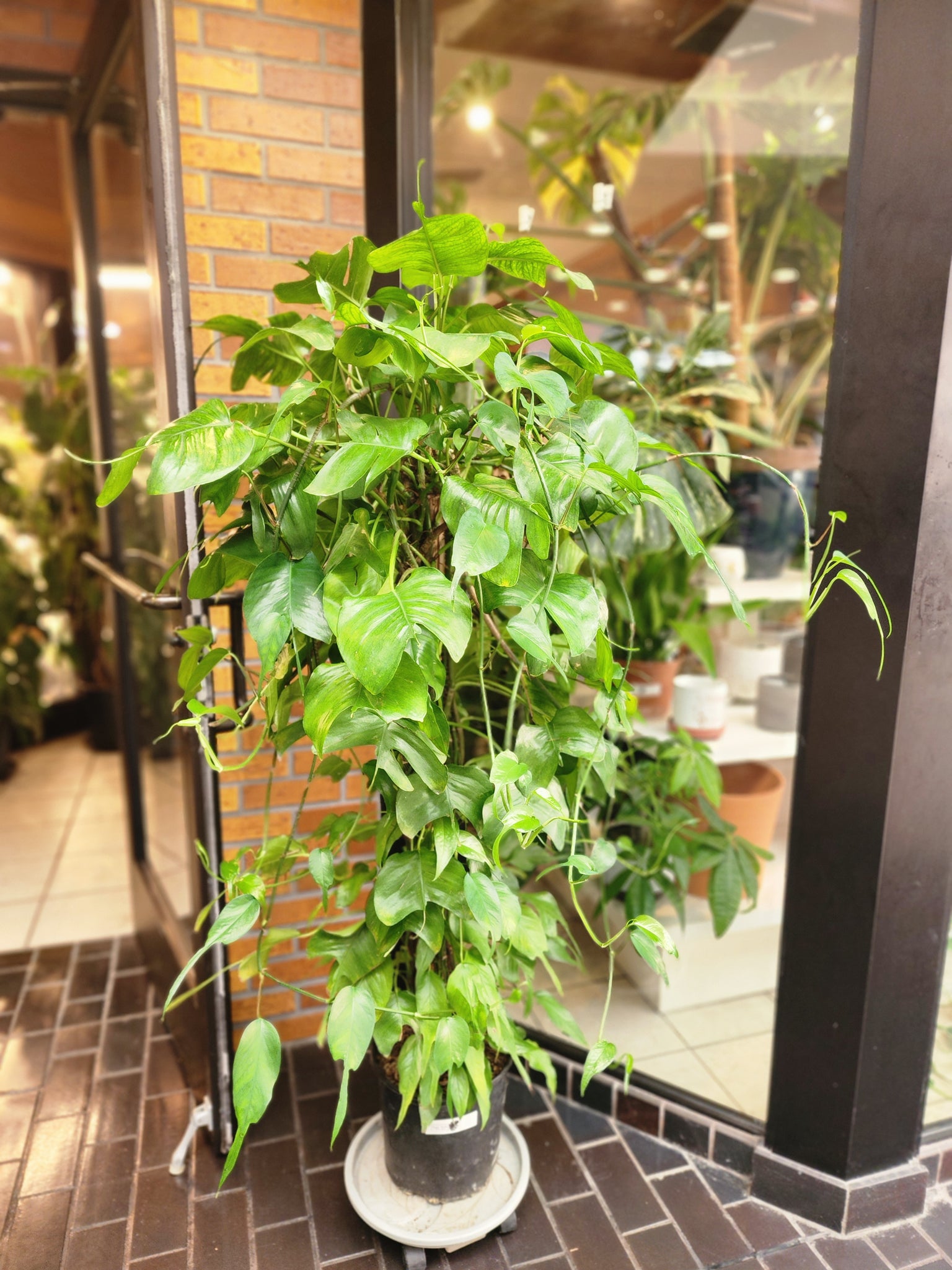 skeleton key pothos for sale Epipremnum Pinnatum Skeleton Key