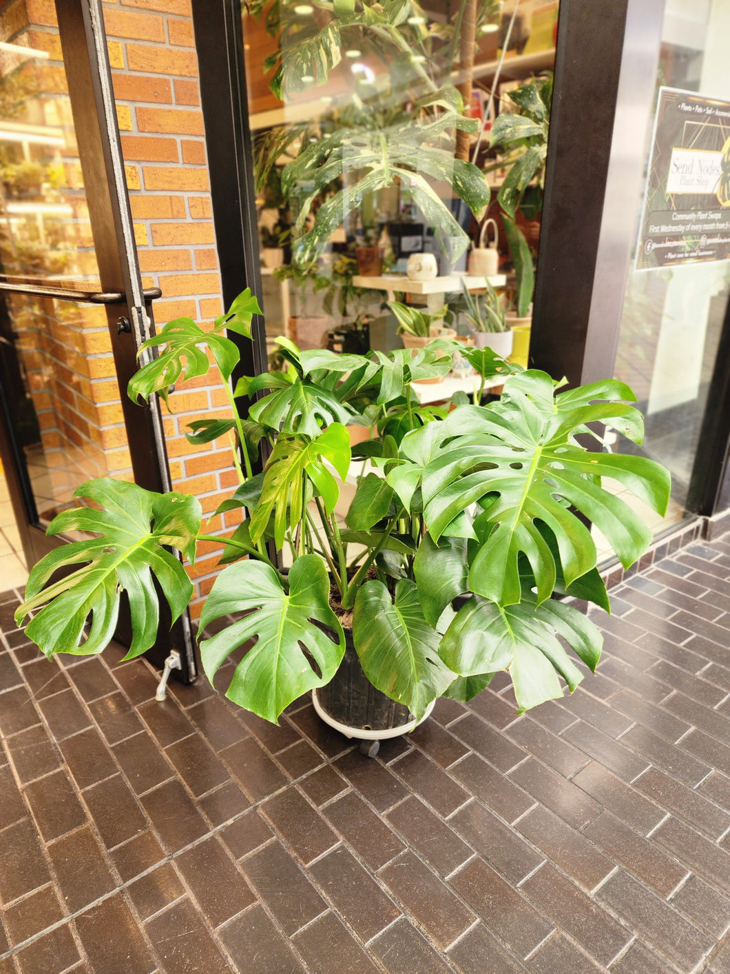 Monstera Deliciosa 14in