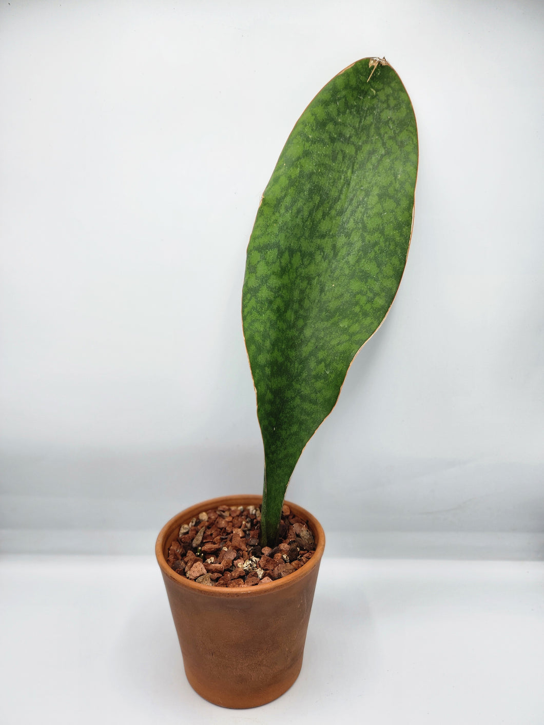 Sansevieria Masoniana Whale Fin 5in in pot