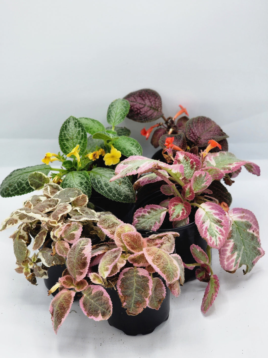 Episcia Assorted 4in