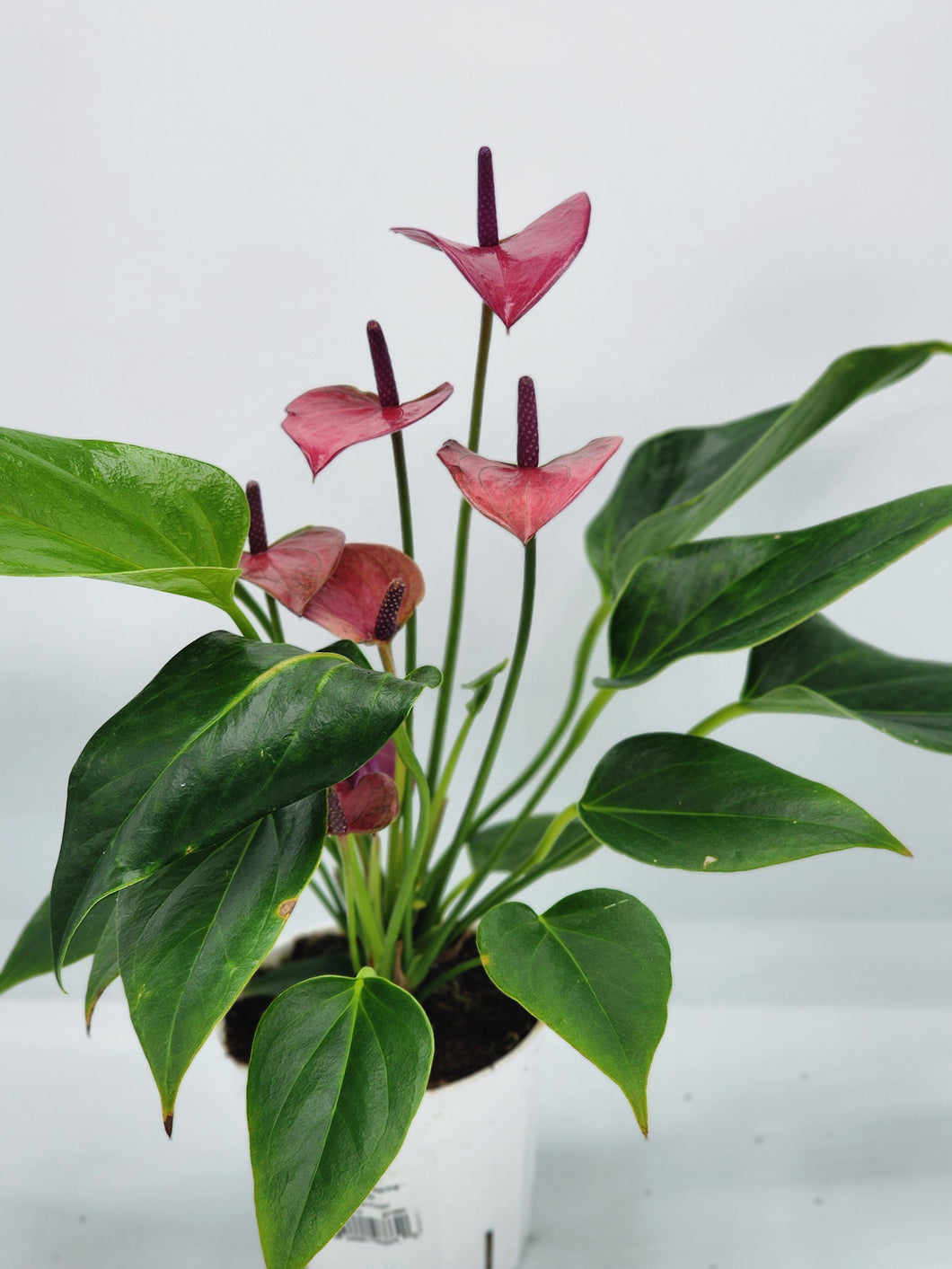 Anthurium Flowering Purple 4in