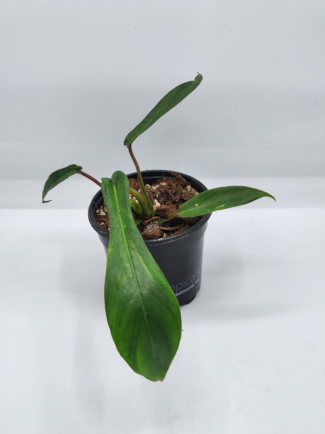 Philodendron joepii 4in
