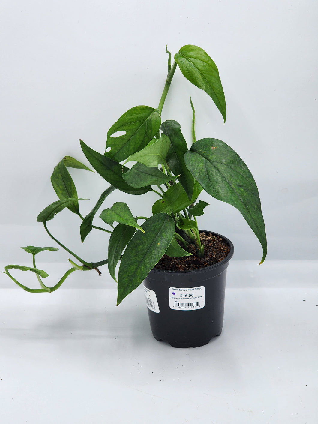 Epipremnum pinnatum 'Baltic Blue' 4in