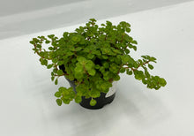 Load image into Gallery viewer, Pilea depressa Tiny Tears- 2in
