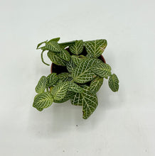 Load image into Gallery viewer, Fittonia Marble Green - 2in
