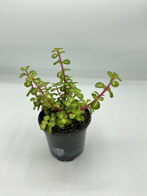 Load image into Gallery viewer, Portulacaria afra Mediopicta - Midstripe Rainbow Bush - 4in
