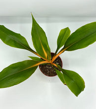 Load image into Gallery viewer, Spider Plant Orange Mandarin - 4in
