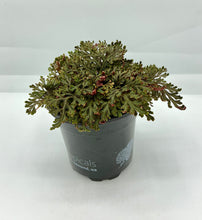 Load image into Gallery viewer, Selaginella erythropus Sanguinea - Spikemoss - 4in
