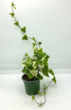 Load image into Gallery viewer, Senecio macroglossus Variegatum - Wax Ivy - 4in
