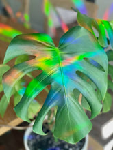 Load image into Gallery viewer, Rainbow Making Monstera Suncatcher Window Decal  Sticker
