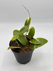 Hoya acute albomarginata 4in