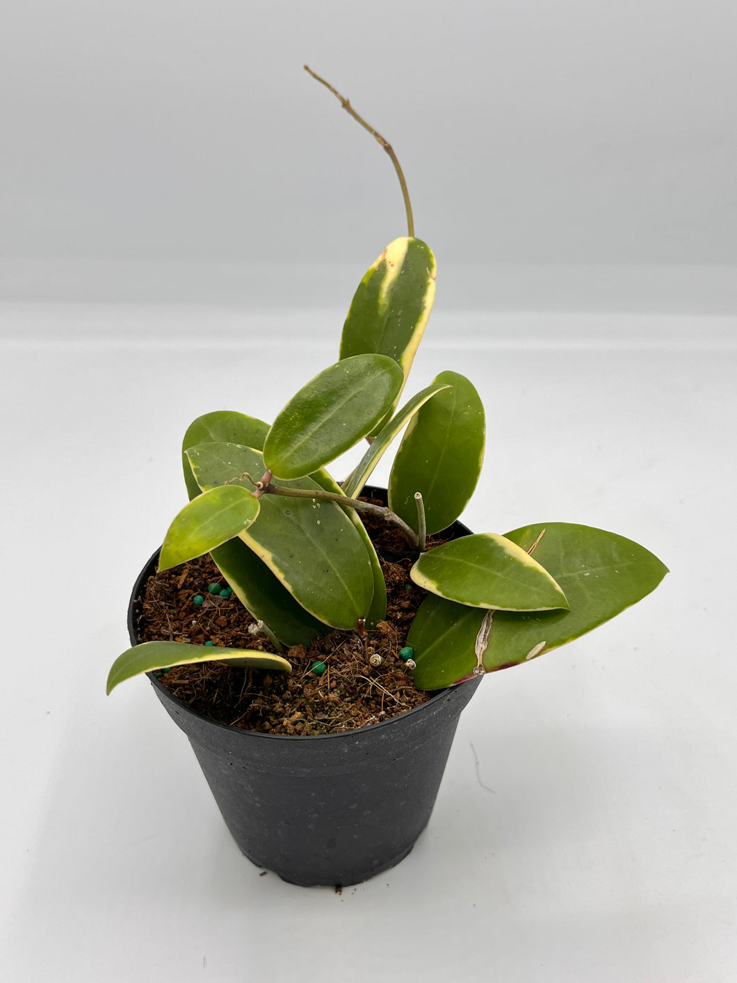 Hoya acute albomarginata 4in