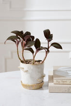 Load image into Gallery viewer, Pot: Stepped Mushroom Pot with Saucer 6in
