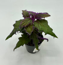 Load image into Gallery viewer, Gynura aurantiaca ‘Purple Passion’ 2in

