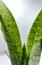 Load image into Gallery viewer, Sansevieria &quot;Snake Plant&quot; Zeylanica 4in
