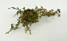 Load image into Gallery viewer, Selaginella assorted - 2in
