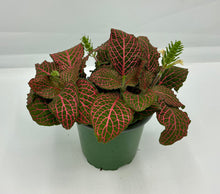 Load image into Gallery viewer, Fittonia Pink - 4in
