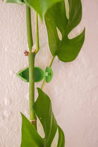 Wall Clips Plant Clips